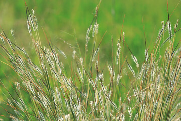 close up of grass