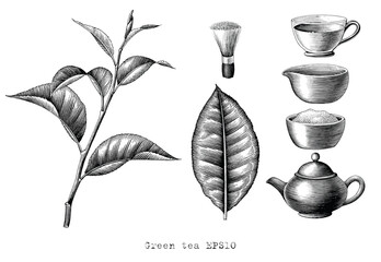 Green tea collection hand drawing engraving style black and white clipart isolated on white background