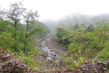 bosque natural selva naturaleza verde montaña rio neblina arboles follaje