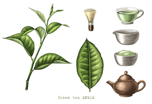 Green Tea Collection Hand Drawing Engraving Style Clipart Isolated On White Background