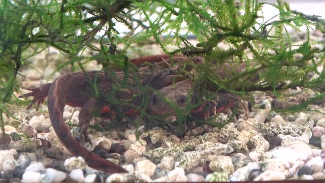水槽の中で休むアカハライモリ  イモリ  ニホンイモリ  4K  Japanese fire belly newt