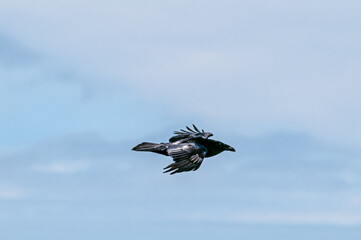 Raven (Corvus corax) at Chowiet Island, Semidi Islands, Alaska, USA