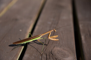 カマキリ