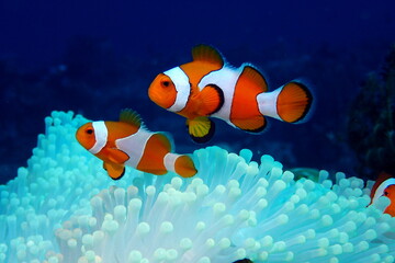 Clown fishes