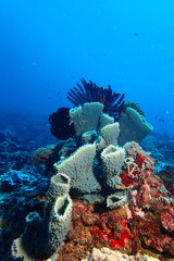 Sponge tube corals
