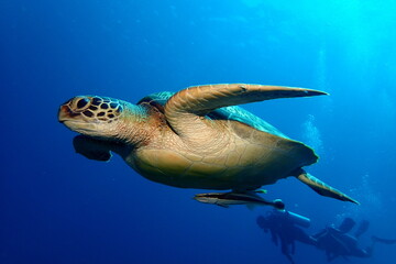 Green turtle swimming