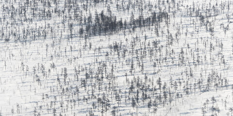 Winter aerial view of a snowy larch forest. Top view of larch trees in the snow. Forest-tundra in the far north of Russia. Magadan Region, Siberia, Russian Far East.