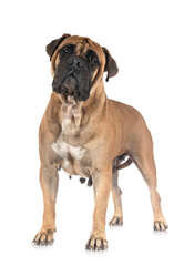 puppy bullmastiff in studio