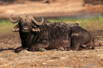 The African buffalo or Cape buffalo (Syncerus caffer) large male lying covered in mud. A big black buffalo is lying on the ground.