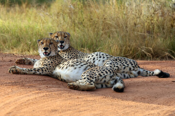 The cheetah (Acinonyx jubatus), also known as the hunting leopard, a pair of male lying on the road in the reserve. A pair of cheetahs with stuffed bellies lie on the ground.