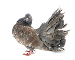 fantail pigeon in studio