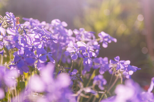 Lilac, purple, blue summer flower background. Delicate flowers in a flower bed.