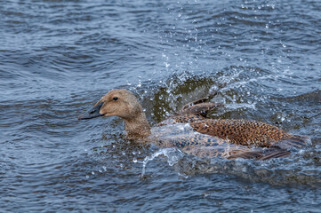 Fototapeta premium King Eider (Somateria spectabilis) in Barents Sea coastal area, Russia