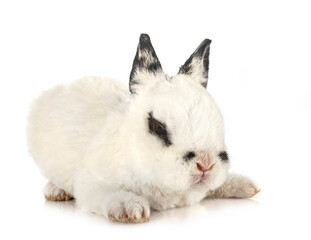 Obraz premium rex rabbit in studio