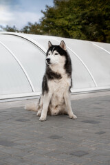 A portrait of very old Siberian Husky male dog. The dog is sitting on grey lines, a grey pool pavilion, and green trees are behind him. He is very attentive; his eyes are brown; fur is black and white