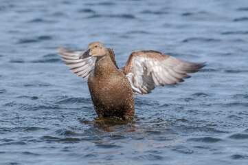 King Eider (Somateria spectabilis) in Barents Sea coastal area, Russia