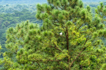Beautiful view of a magestic White Eagle standing on a tree in Costa Rica Black-shouldered kite