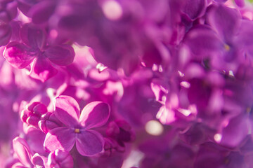 Fototapeta na wymiar Purple lilac branch with flowers close-up.