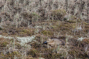 King Eider (Somateria spectabilis) female at nest in Barents Sea coastal area, Russia