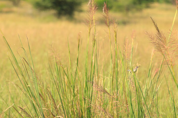 Fototapeta premium green wheat field