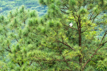 Beautiful view of a magestic White Eagle standing on a tree in Costa Rica Black-shouldered kite