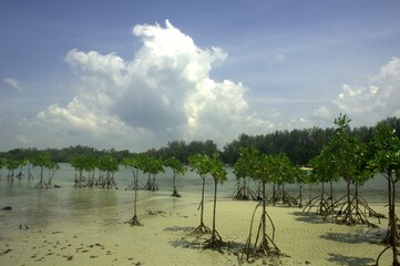 mangroves trees grown near the beach in Port Dickson Malaysia

