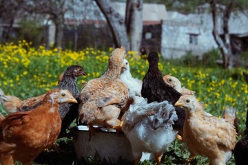 chickens in the farm