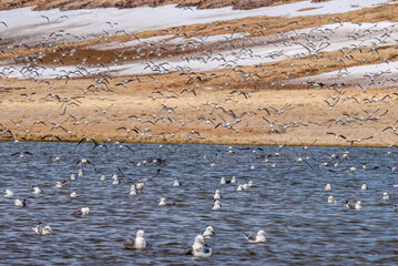 Red-legged Kittiwakes (Rissa brevirostris) wash in a freshwater lake at St. George Island, Pribilof Islands, Alaska, USA