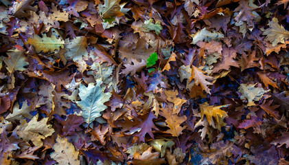 Still life of fallen autumn leaves
