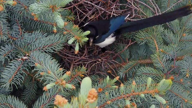 Close up shot of a magpie sitting on its bird nest. The nest is seen in a blue spruce tree.