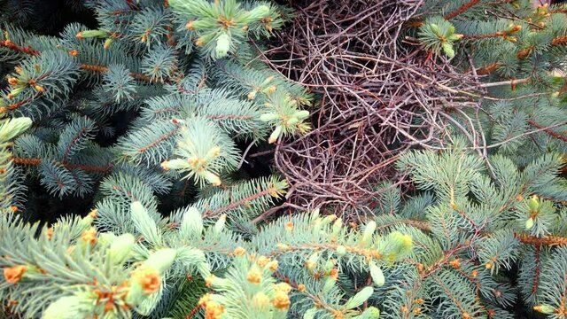 Close up moving shot of a magpie flying onto its nest. The nest is located in a blue spruce tree.