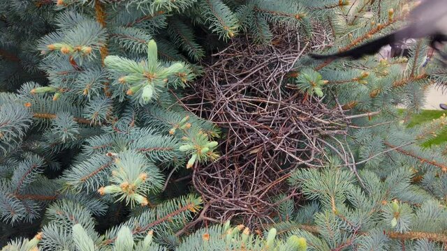 A magpie is seen in slow motion flying away from its nest. The nest is located in a blue spruce tree.