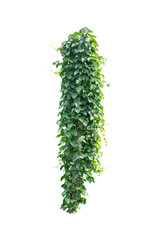 green ivy plant  isolated include clipping path on white background