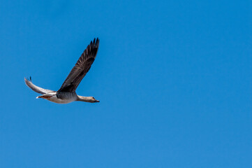 Bean Goose (Anser fabalis) gosling in Barents Sea coastal area, Russia