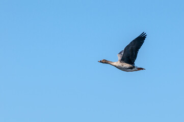 Bean Goose (Anser fabalis) gosling in Barents Sea coastal area, Russia