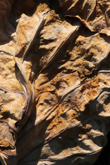 Yellowed leaves in autumn. Abstract nature background texture.