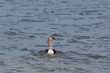 Molting Adult Bean Goose (Anser fabalis) with goslings in Barents Sea coastal area, Russia