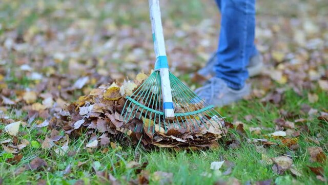 Rake with fallen leaves at autumn. Gardening during fall season. Cleaning lawn from leaves. Autumnal work in garden. close up view. 4k Slow motion footage
