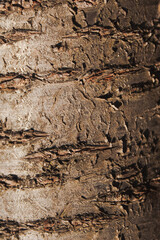 Close up of a garden tree body. Bark pattern