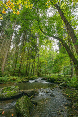 Fototapeta na wymiar Fluß durch den Wald grün