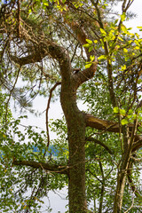 entertaining fads of nature unusual pine on the river bank