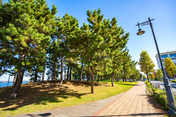 Fototapeta premium 横浜・松の木