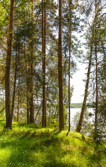 beautiful pine forest on the high bank of the Volga River