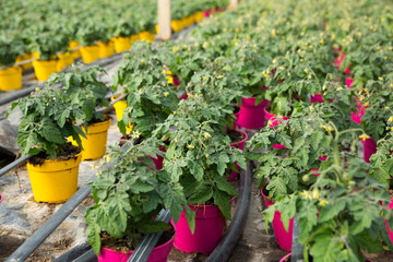 Tomato seedlings growing in pots in sunny greenhouse. High quality photo