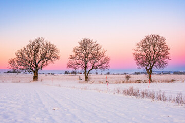 Trees in a beautiful winter sunset