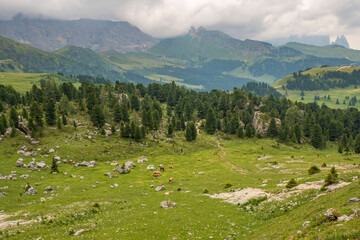 Beautiful view at a alp meadow with cows