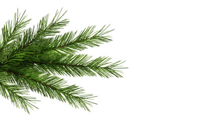 fresh green fluffy Christmas green spruce branches isolated white.