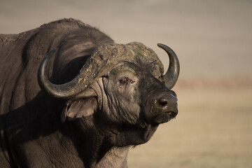 Naklejka premium african buffalo in the savannah