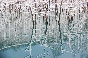 冬の青い池　　美瑛町
