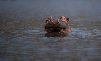 Fototapeta premium hippopotamus in river